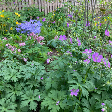 Colorful Native Perennials