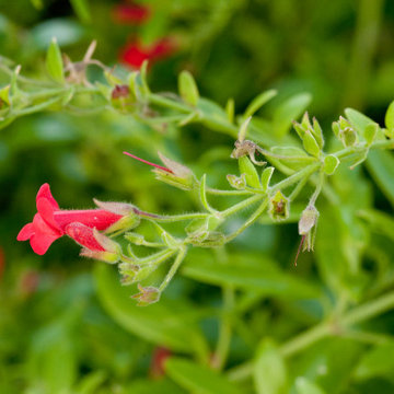 Island Pitcher Sage