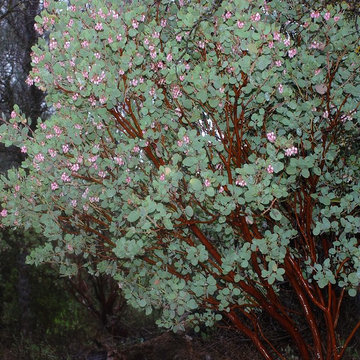Big Berry Manzanita
