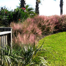 Garden Plants