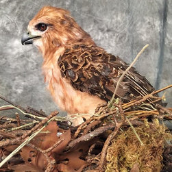 Red-tailed Hawk Replica(static) - Sculptures