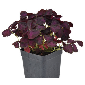 Oxalis triangularis Charmed Wine