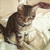 Nicolas Campbell's photo