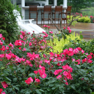 Pink Home Run® Rose