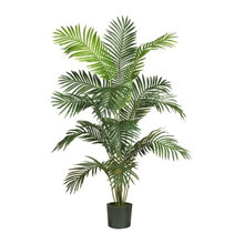 plants