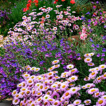 Wildflower Combo