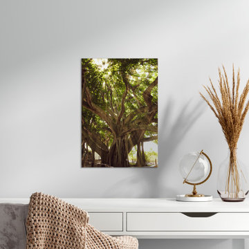 Banyan Tree With Glory Rays of Sunlight Botanical Wall Art