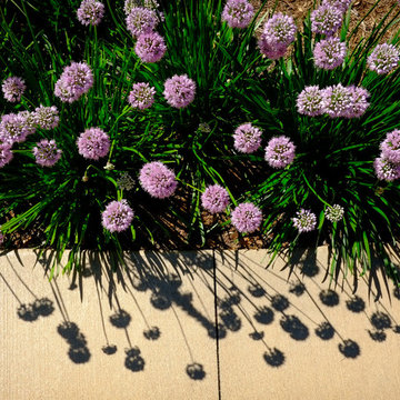 Lake Home Perennial Garden - Oconomowoc