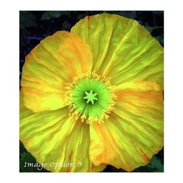 ANEMONE