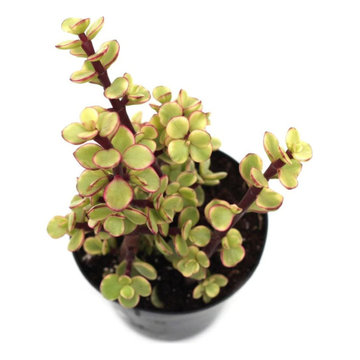 YELLOW ELEPHANT BUSH (Bare Rooted) – plant-orbit
