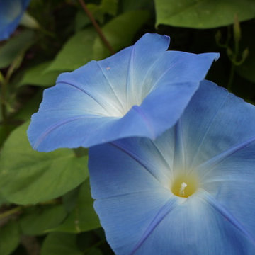 Morning glory