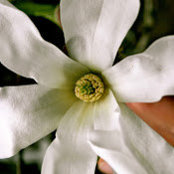 Margaret Ullman's photo