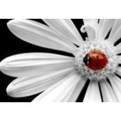 Klea Jokic's photo