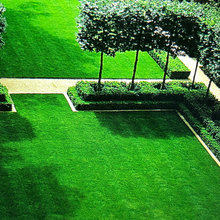 EUCLID-Back Yard