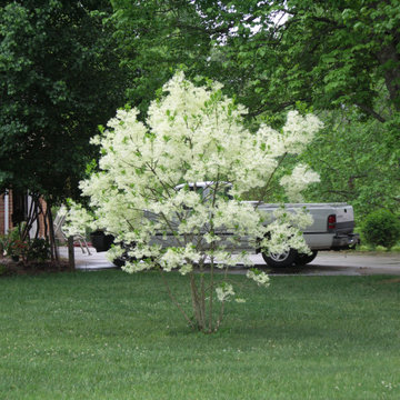 Native Fringe Tree