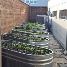 Vegetable Garden
