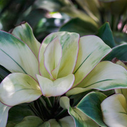 White Cordyline - Fine Art Prints