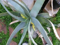 Long trip about the aloe garden | Houzz Forum