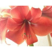 Jennifer Steffen's photo