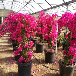 Gallery - Outdoor Pots And Planters