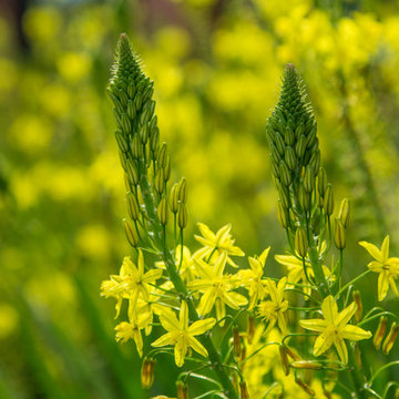 Plants in the Landscape