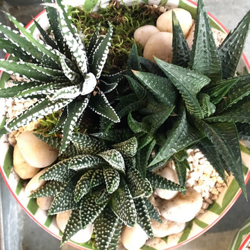 Succulent Indoor Living Planters