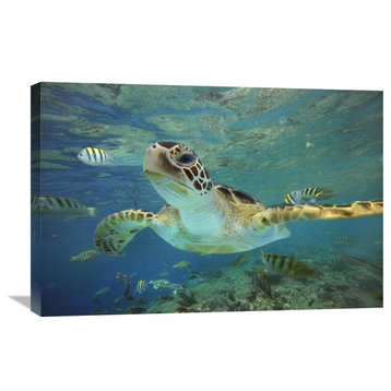 "Green Sea Turtle, Balicasag Island, Philippines" Artwork, 30" x 20"