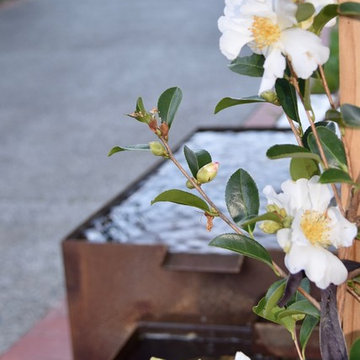 Camellias for winter interest