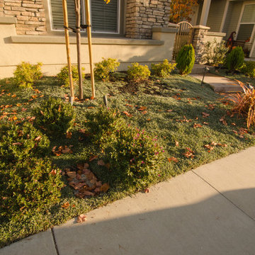 Lawn Replaced by Drought-Resilient Native Plants in Refined Relaxation