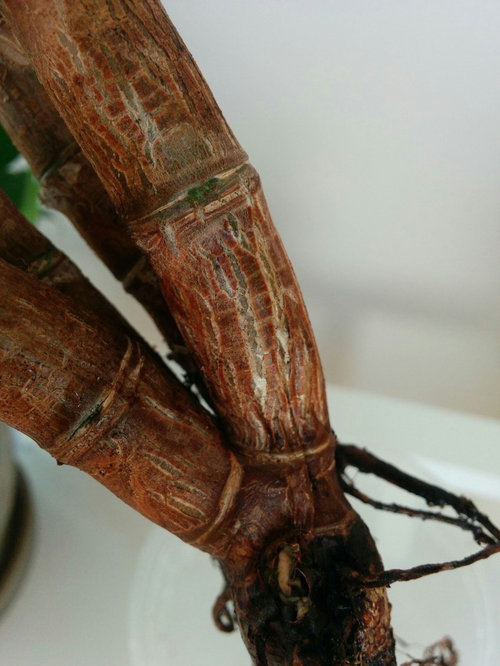 jade plant has no roots!