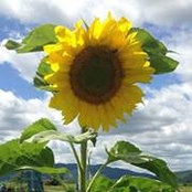Isabelle Nanni's photo