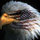 joe_lamonica