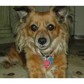 Andrea Koziol's photo