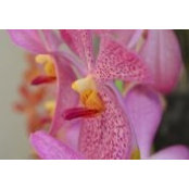 Ngan Bui's photo
