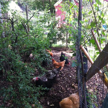 permaculture pretty