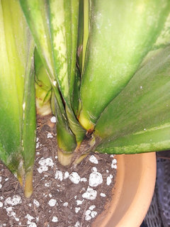 Rusty spots at the base of Sansevieria (with pictures this time) | Houzz  Forum