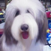 Cyndi Cerjan's photo