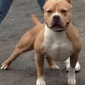 Ty Baldys billede