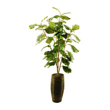 Indoor plants