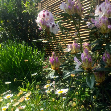Aménagement paysager d'un jardin à Suresnes...