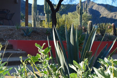 Design ideas for a rustic drought-tolerant backyard landscaping in Phoenix.