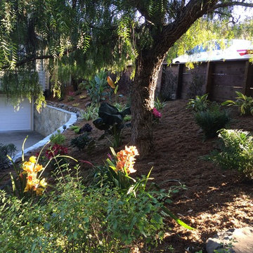 Tropical/ Deer Resistant Garden