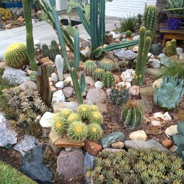 cactus & Succulent Gardens