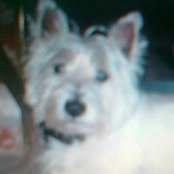 Bridget Wixteds foto