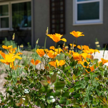 Front Yard Makeover