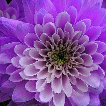 Dahlia bleu