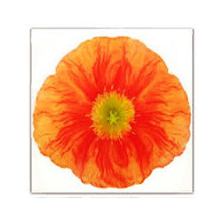 Floral Art Dinner Napkin- Poppy Orange - Napkins