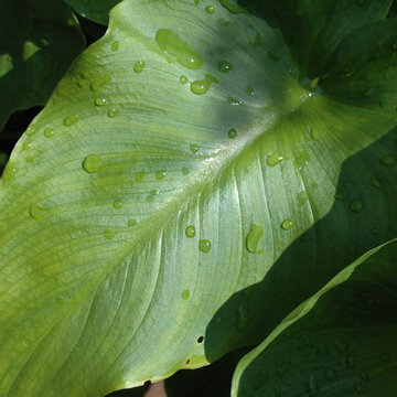 Calla lilly leaf