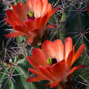 Natural Wonder - Phoenix Home & Garden