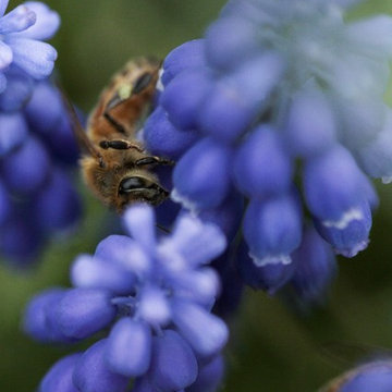 Attract bees, butterflies and hummingbirds